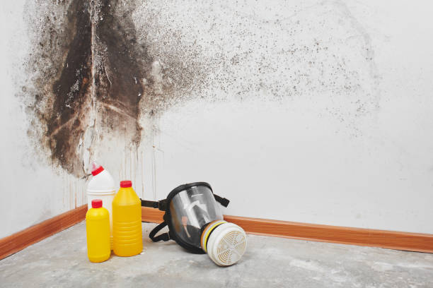 Best Office Mold Removal Services  in Brazoria, TX
