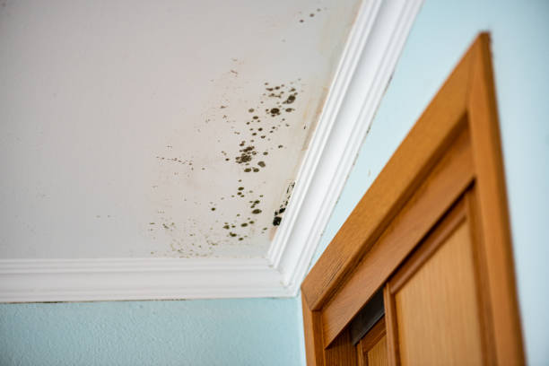 Office Mold Removal Services in Brazoria, TX