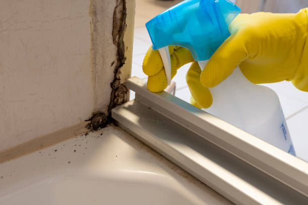 Mold Removal and Inspection in Brazoria, TX