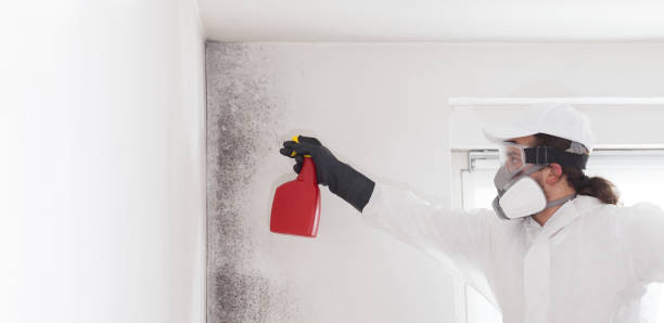 Best Emergency Mold Removal  in Brazoria, TX