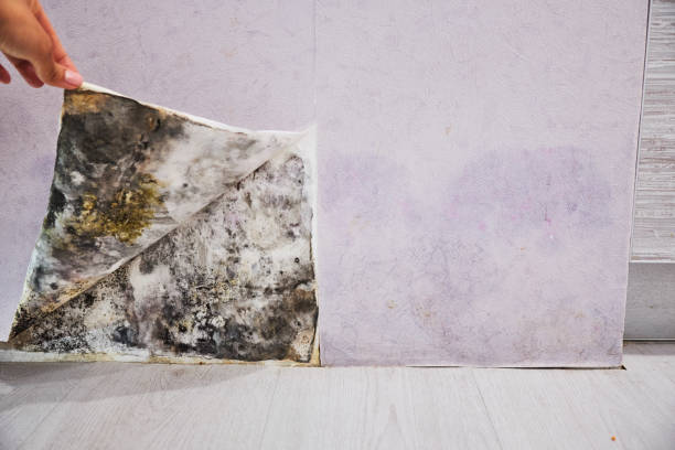 Best Fast Mold Removal  in Brazoria, TX